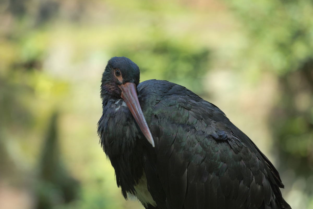 Ein größerer Vogel (Format Graureiher) steht sehr kompakt vor einem sehr unscharfen Hintergrund. Das Gefieder ist schwarz mit einem grünen Schimmer im Licht, weißes Brustgefieder, im Gesicht noch ein paar Schimmer in braun/orange, violett, blau und grün.
