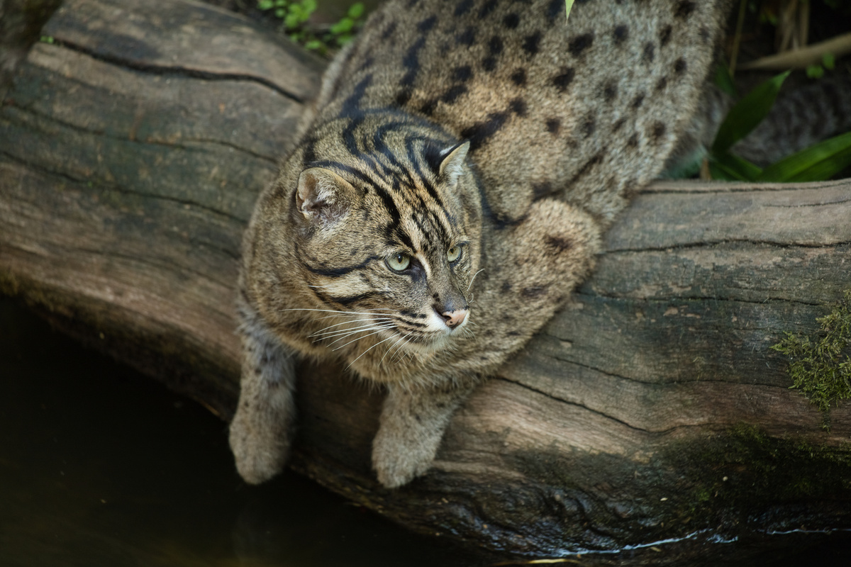 Eine Fischkatze liegt auf einem Baumstamm, die Vorderpfoten leicht an ihm herunterbaumelnd, und schaut dabei nach links.
