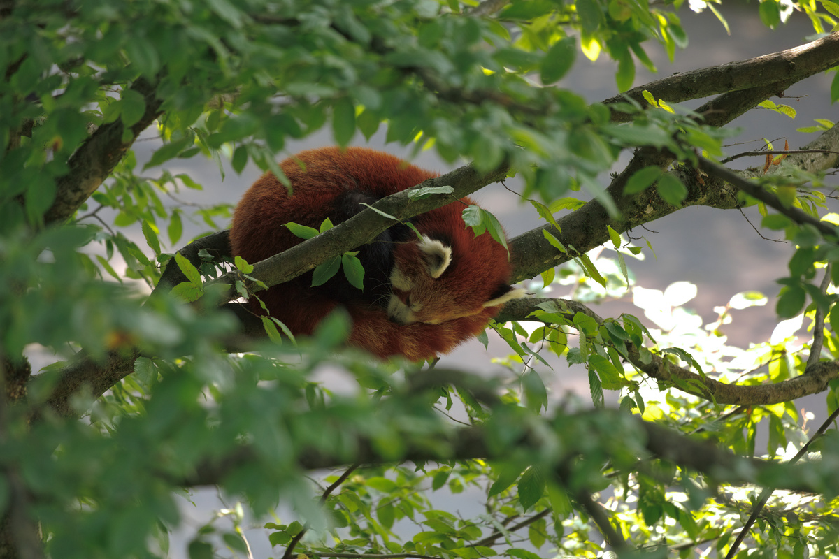 Ein roter Panda liegt eingerollt auf einem Ast. Um ihn herum grüne Blätter, im Hintergrund nur Unschärfe.
