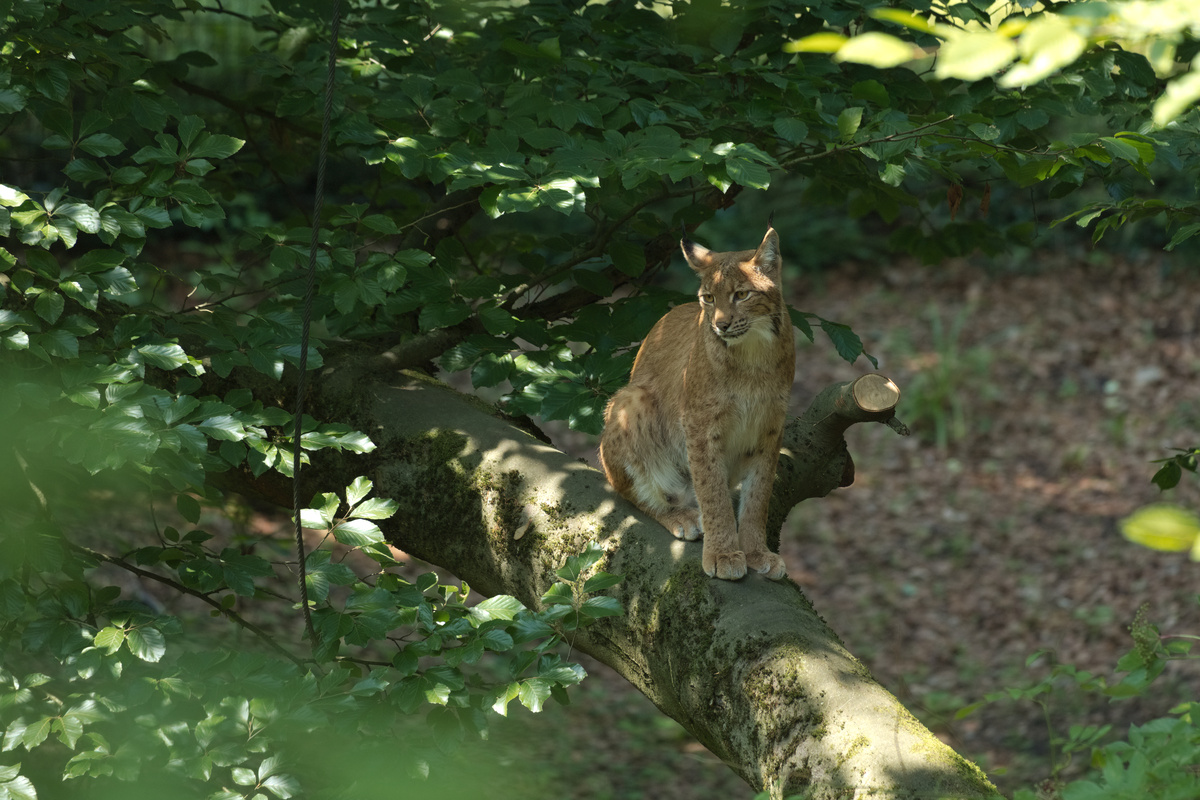 Ein Luchs sitzt auf einem fast waagerecht verlaufenden Baumstamm und ist von Grün und Ästen umgeben, schaut dabei nach rechts unten.