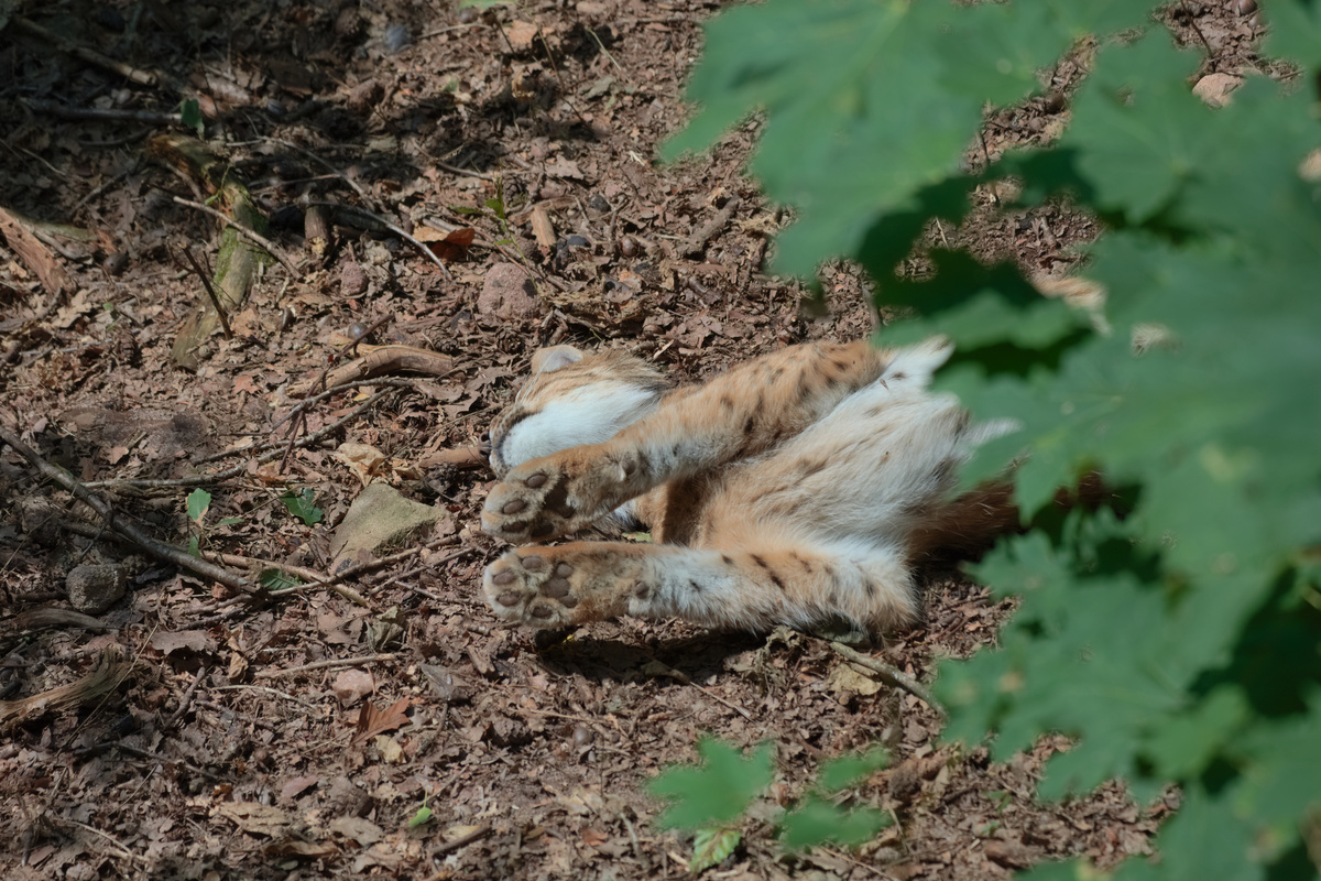 Ein Luchs liegt auf dem Rücken und hat die Pfoten vor sich in der Luft, was Details wie das lange Fell zwischen den Pfotenballen gut zeigt.