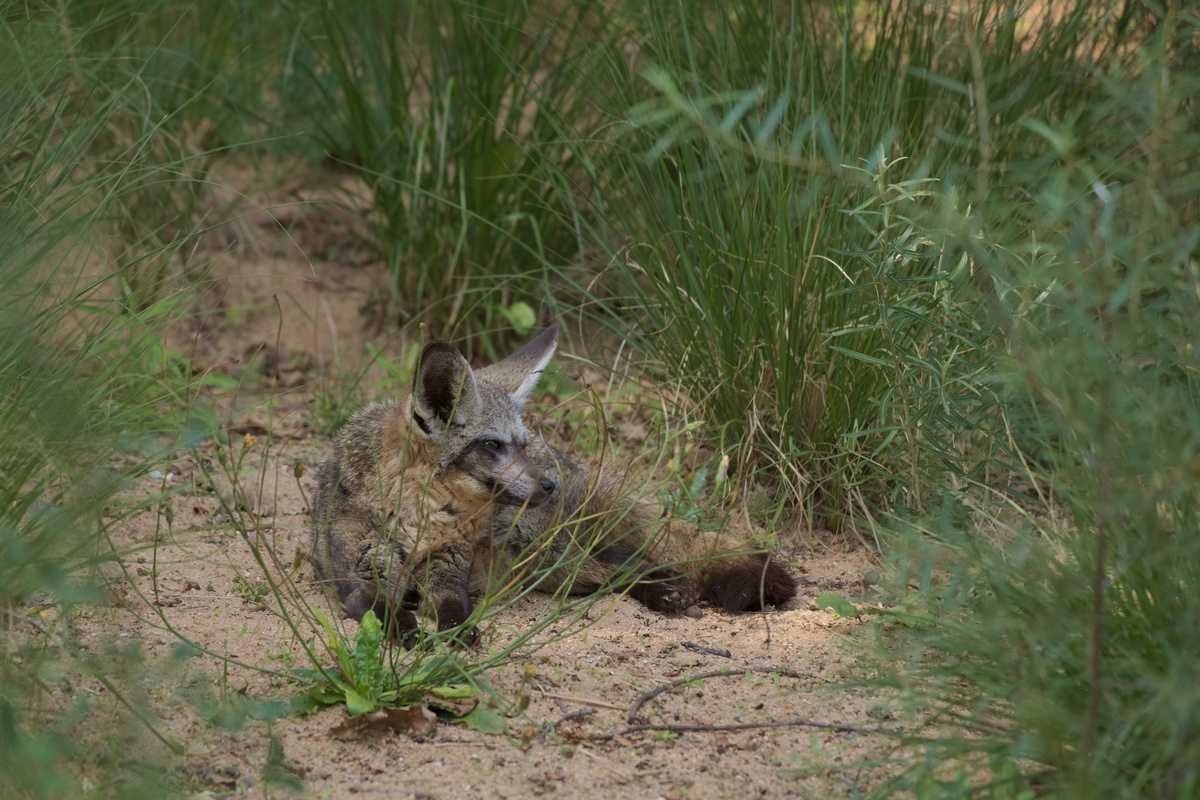 Ein Löffelhund ist etwas hinter Gräsern versteckt und hat sich leicht U-förmig eingerollt. Er schaut deutlicher nach links.