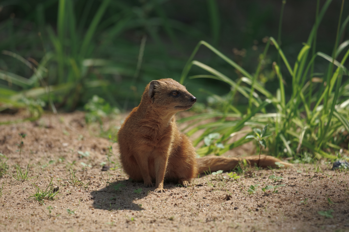 Eine Fuchsmanguste sitzt auf sandigem Untergrund und schaut nach links. Das Fell ist irgendwo zwischen Rot, Braun und Orange mit einer schwarzen Gesichtspartie und einem sehr langen Schwanz.