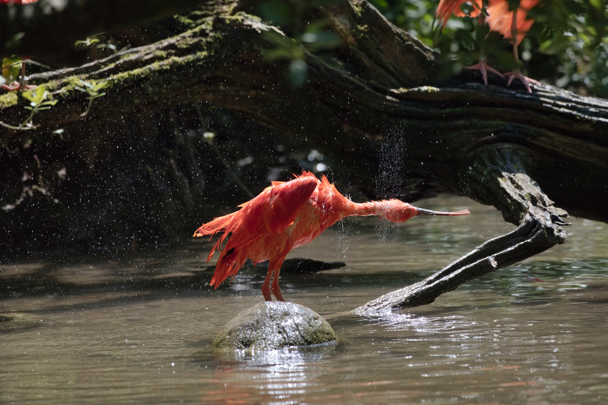 Ein Roter Ibis steht im Wasser und schüttelt sein Gefieder aus. Wassertropfen fliegen im hohen Bogen.