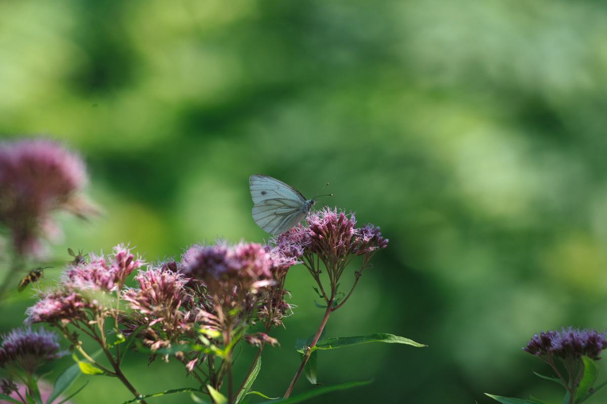 Ein Falter sitzt auf einer Blüte. Einige andere Blüten sind im Vordergrund zu sehen, der Hintergrund ist unscharfes Grün.