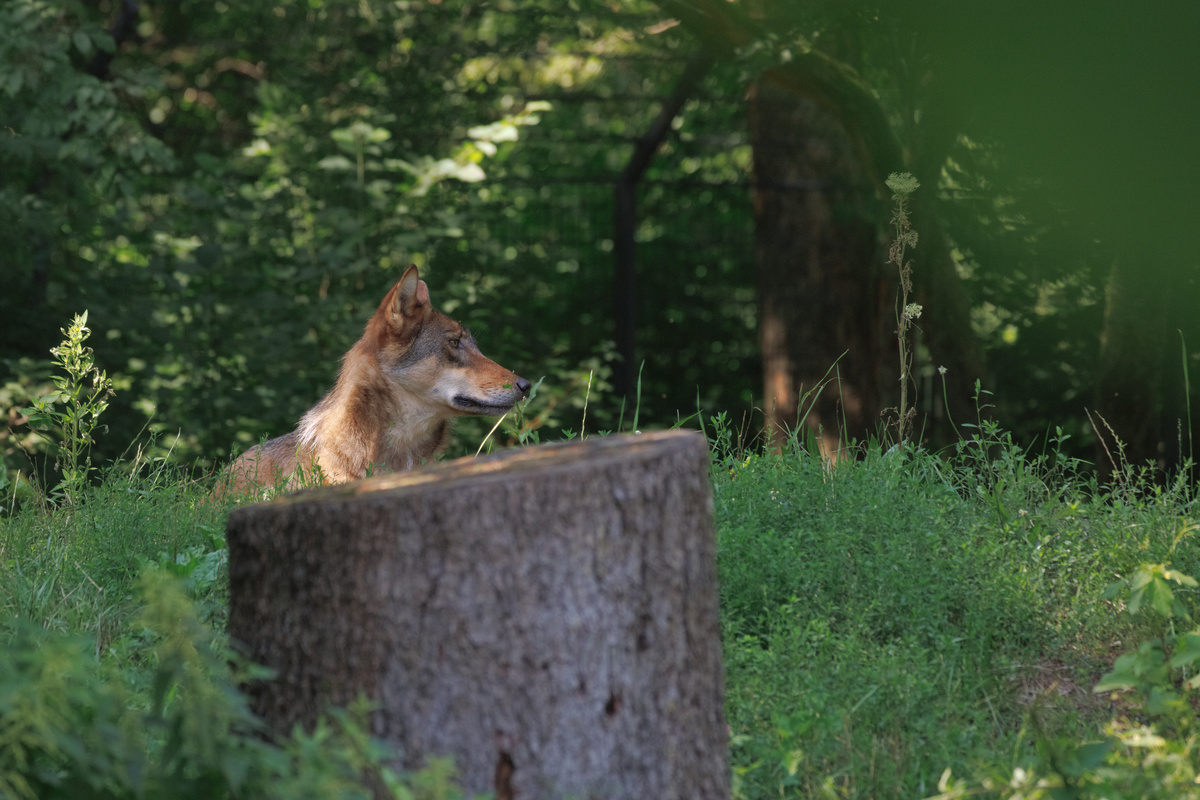 Ein Wolf schaut auf einem Hügel liegend hinter einem Baumstamm hervor nach links. Die Ohren sind nach vorne gerichtet, das Fell hat Kupfer und etwas Weiß & graues Schwarz als Farbtöne.