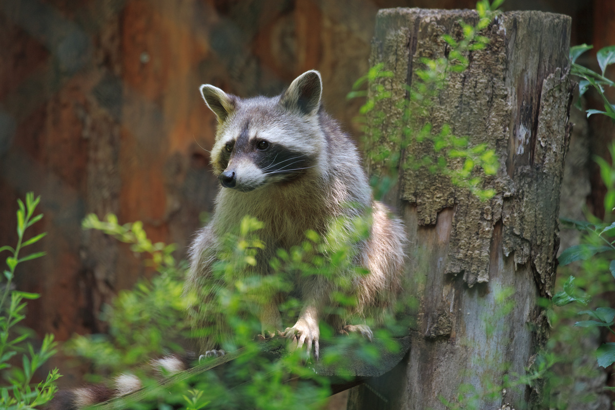 Ein Waschbär sitzt auf einer Planke und schaut nach rechts. Die Vorderpfoten greifen die Kante der Planke und etwas Grün verdeckt unscharf im Vordergrund.