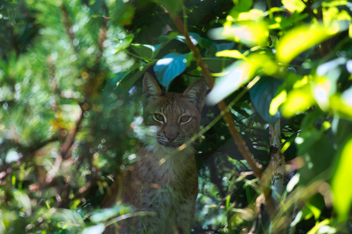 Ein Luchs schaut mitten aus dem Grün in die Kamera. Um ihn herum sind verschiedene Pflanzen und Bäume, im Vordergrund unscharfe überbelichtete Blätter.