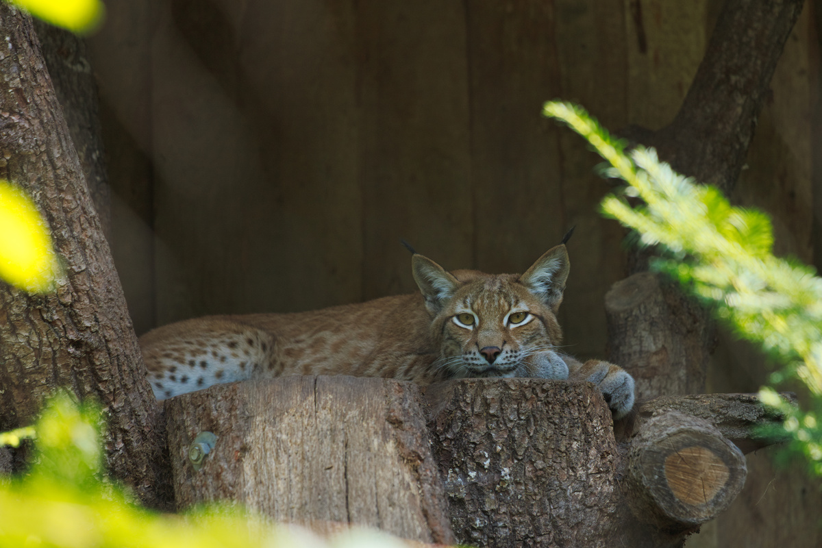 Ein Luchs liegt auf einer Plattform, hat die Vorderpfoten links von sich abgelegt und schaut direkt in die Kamera.