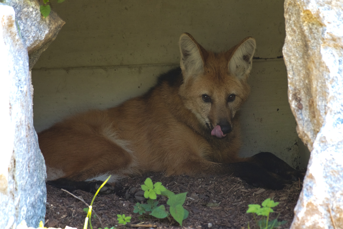 Ein Mähnenwolf ist in einer sehr dunklen Höhle an einem sehr heißen Tag und mlemt in die Kamera.