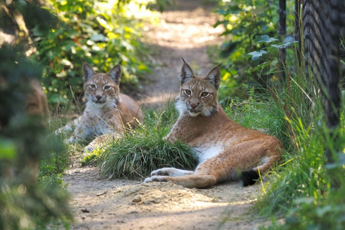 Zwei Luchse liegen auf einem ausgetretenen sandigen Pfad und schauen in die Kamera. Der rechte liegt mit dem Rücken zur Kamera, der linke andersherum.
