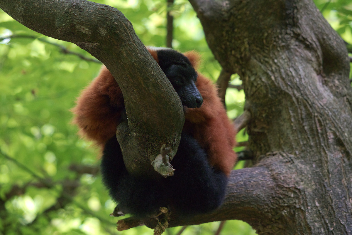 Ein roter Vari döst auf einem Ast.