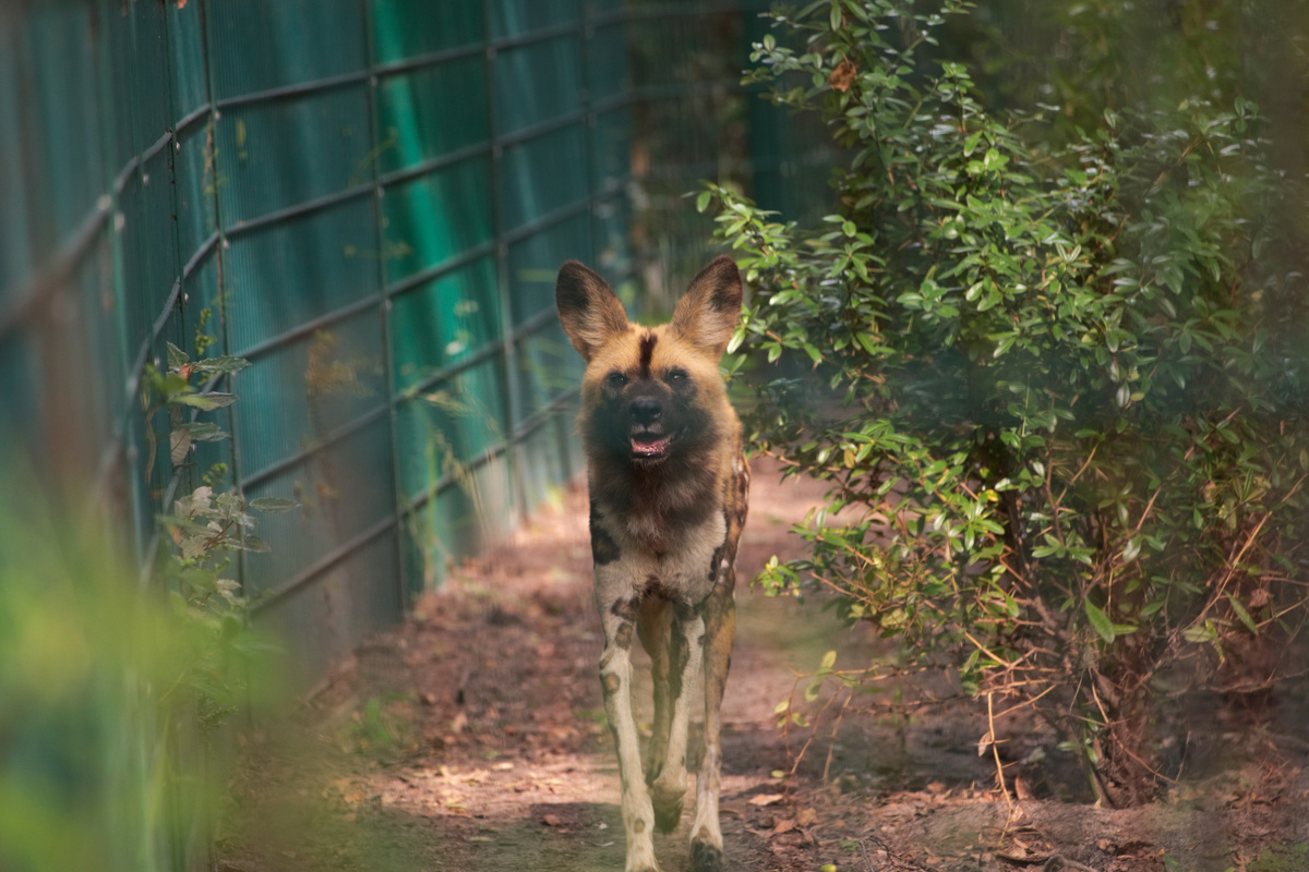 Ein afrikanischer Wildhund läuft auf die Kamera zu und schaut in diese. Seine Schnauze ist leicht geöffnet.