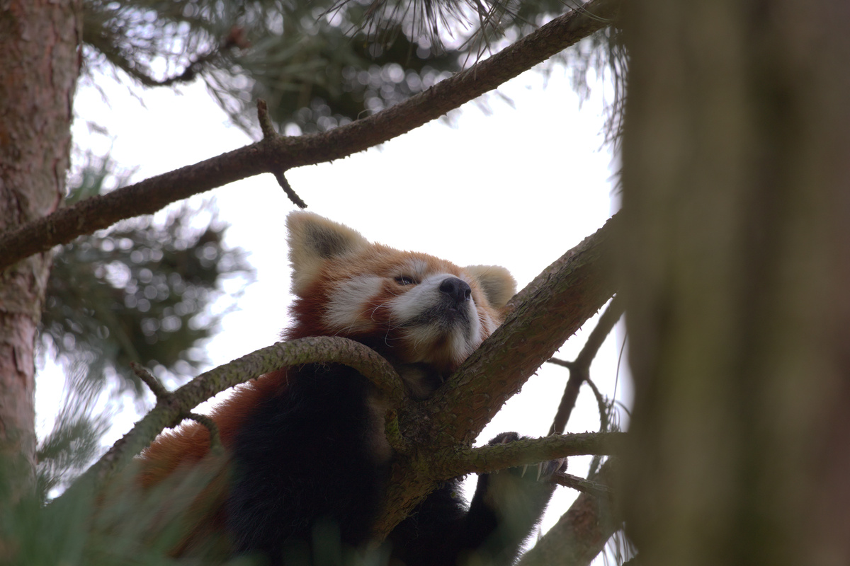Ein roter Panda liegt auf einem Ast eines Nadelbaumes. Das Bild ist von schräg unten aufgenommen.