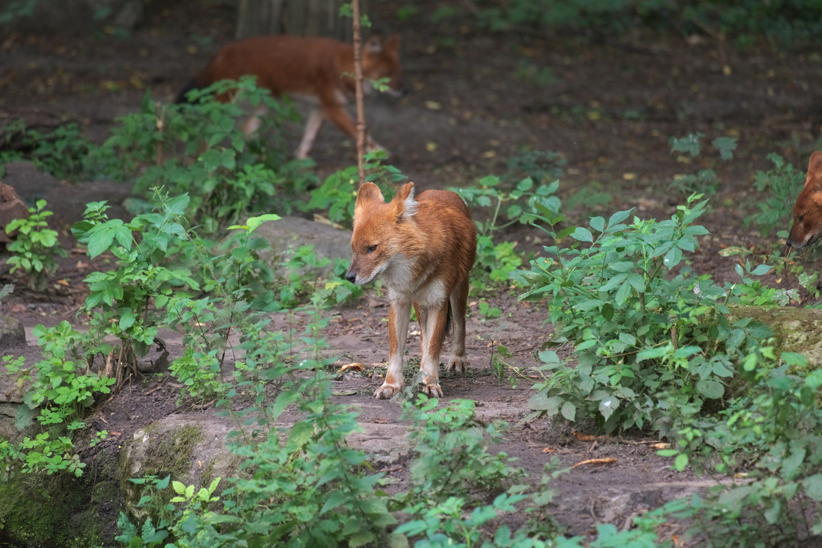 Ein Rothund steht auf kargem Untergrund und schaut rechts vor sich auf den Boden. Drumherum sind ein paar Pflanzen, im Hintergrund laufen weitere Rothunde herum.