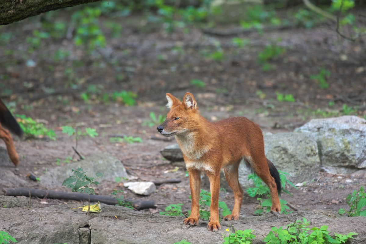 Ein Rothund steht 45° gedreht zur Kamera und schaut geradeaus nach vorne, links an der Kamera vorbei.