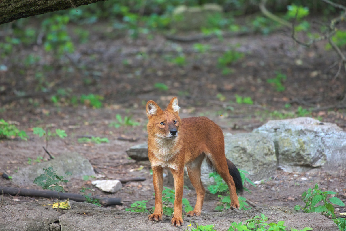 Der selbe Rothund hat seinen Kopf gedreht und schaut in gleicher Position links an der Kamera vorbei.