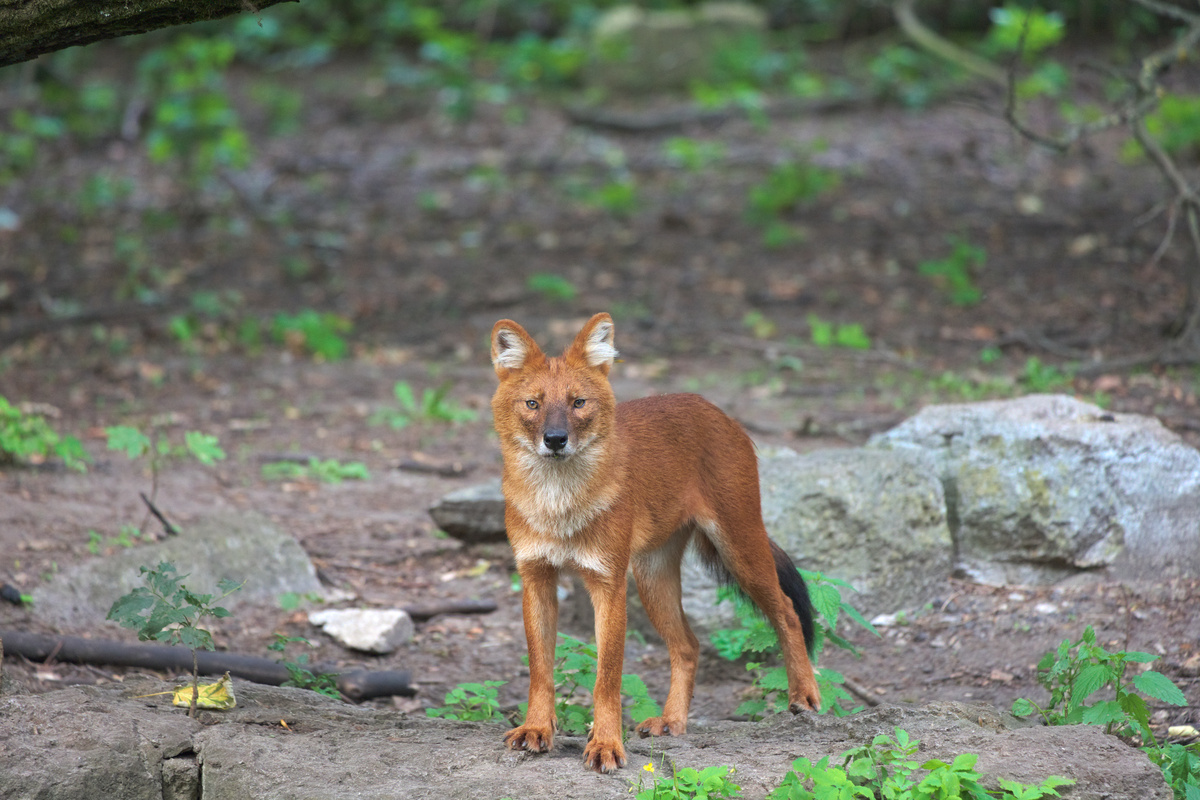 Jetzt schaut der Rothund direkt in die Kamera, dabei steht er immer noch in der gleichen Position.