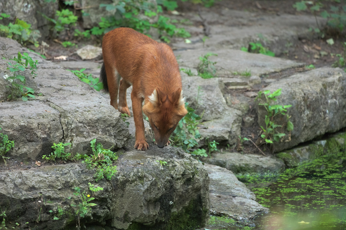 Der Rothund steht auf Steinen direkt am Wassergraben und schaut gerade vor sich nach unten.