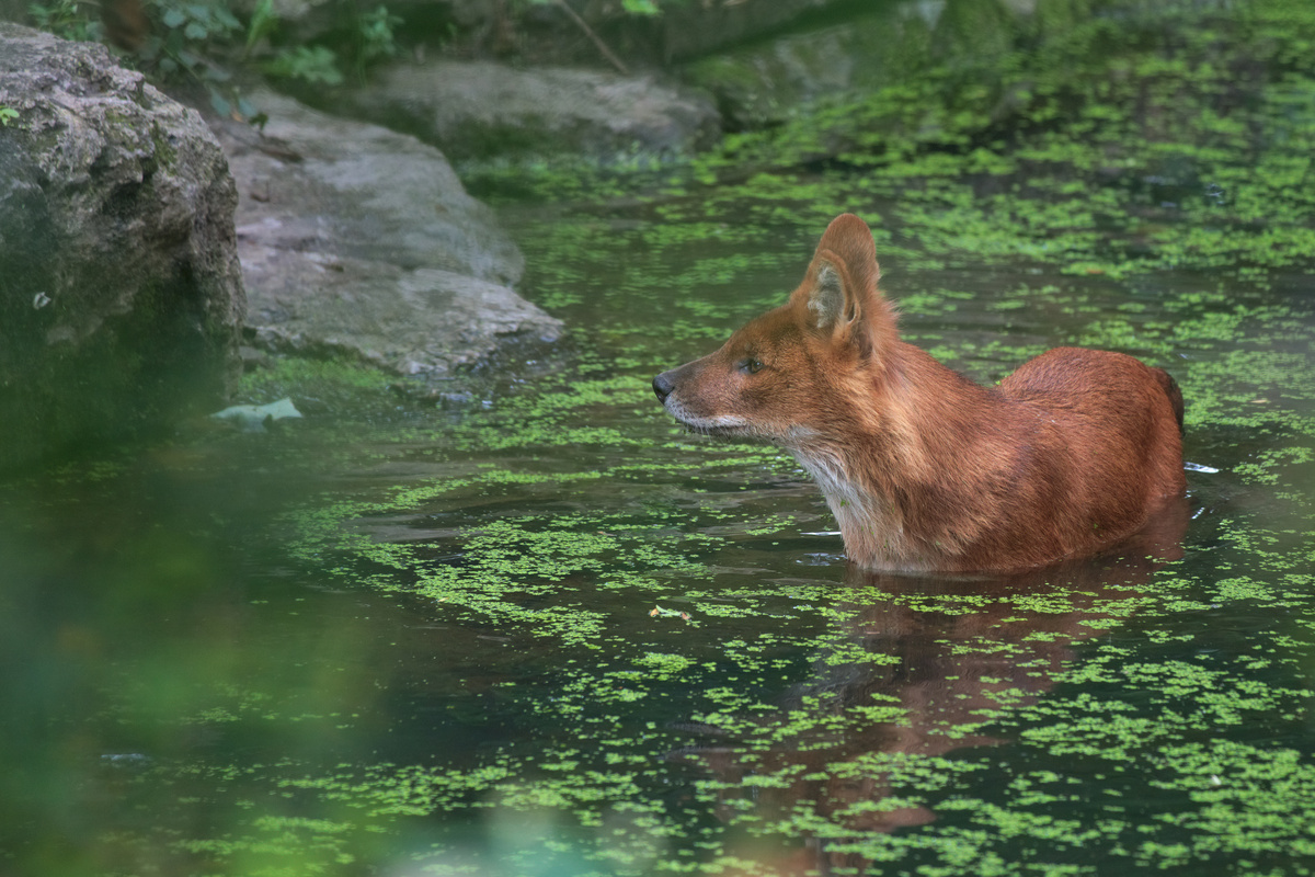 Der gleiche Rothund hat sich etwas gedreht.