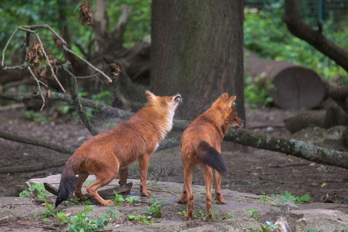 Zwei Rothunde stehen auf einem großen Stein und schauen von der Kamera weg. Der linke schüttelt sein nasses Fell aus und tropft auf den Boden.