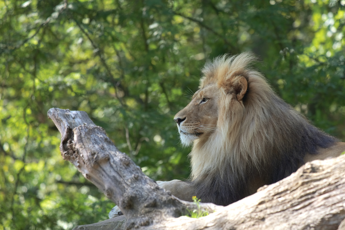 Ein Löwenkater liegt auf einem Stein und schaut gerade nach links. Vor ihm liegt ein Baumstamm, im Hintergrund sind unscharf Bäume zu sehen.