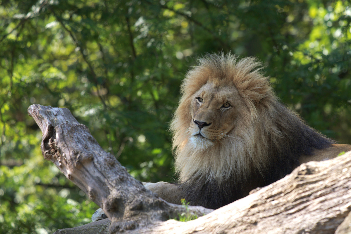 Der Kater hat seinen Kopf gedreht und schaut direkt in die Kamera. Seine Mähne ist sehr fluffig.