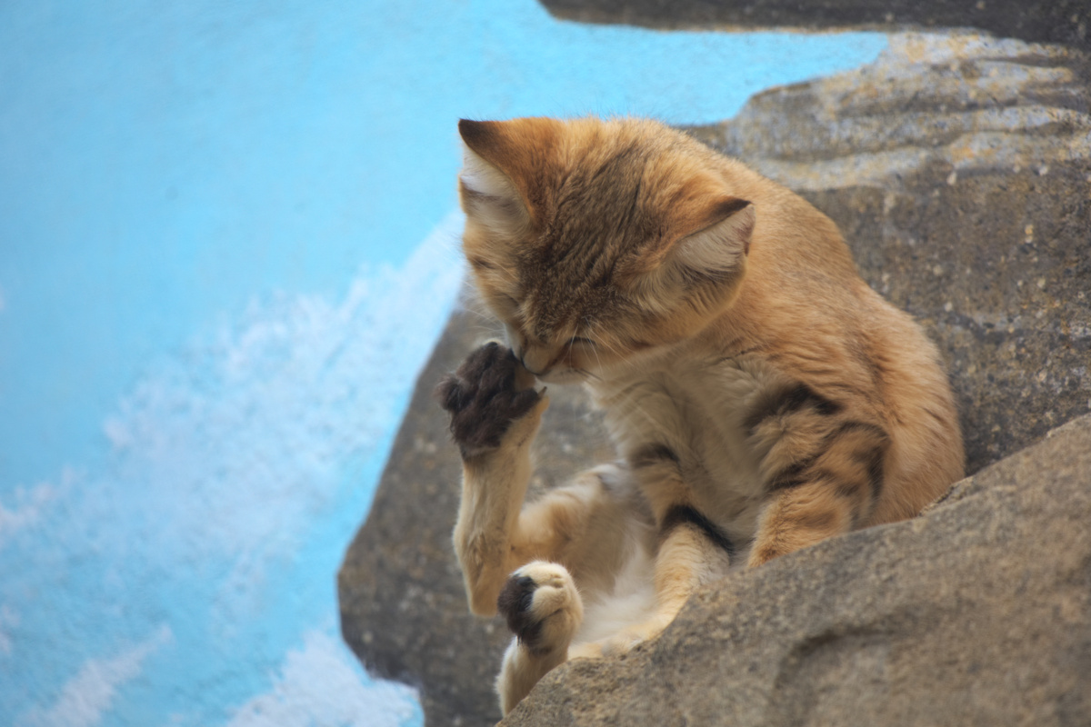 Eine Sandkatze liegt auf einem Stein und putzt sich die Hinterpfote.