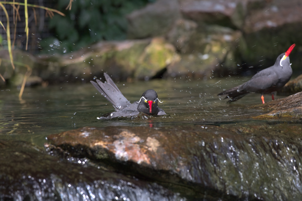 Eine Inkaseeschwalbe badet, Wassertropfen fliegen durch die Luft. Eine weitere Schwalbe schaut unscharf im Hintergrund nach oben.