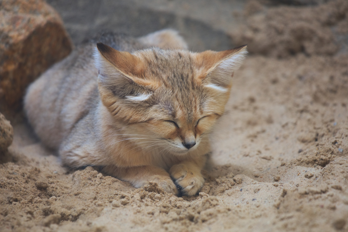 Eine Sandkatze ist auf Sand am loafen und döst dabei.