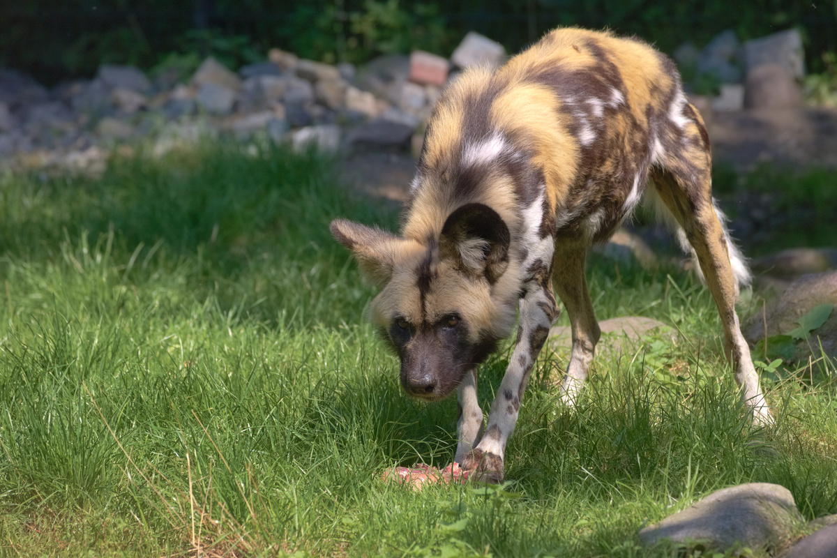 Ein afrikanischer Wildhund steht mit geducktem Kopf auf Rasen und schaut nach vorne. Seine Vorderpfote steht auf einem gefrohrenem Block Fleisch.