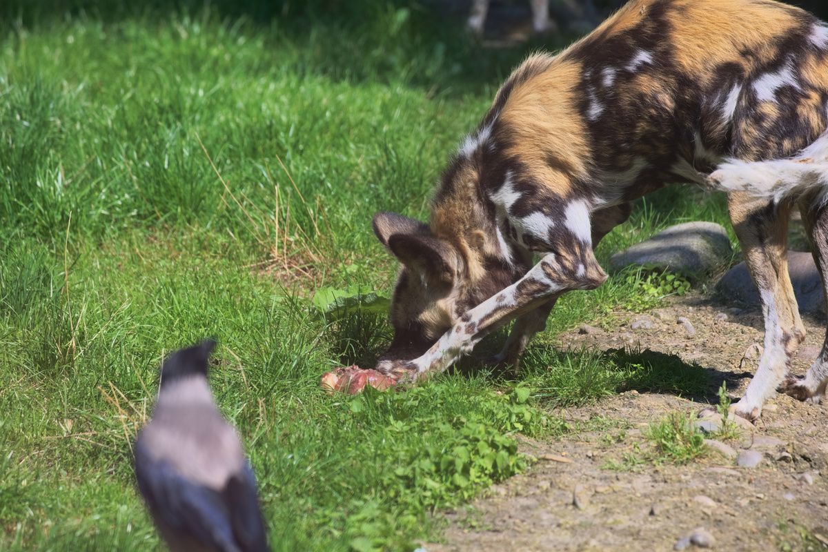 Ein AWD knabbert am gefrohrenen Block mit Fleisch, im Vordergrund ist eine unscharfe Krähe, die in Richtung des Fleischblocks schaut.