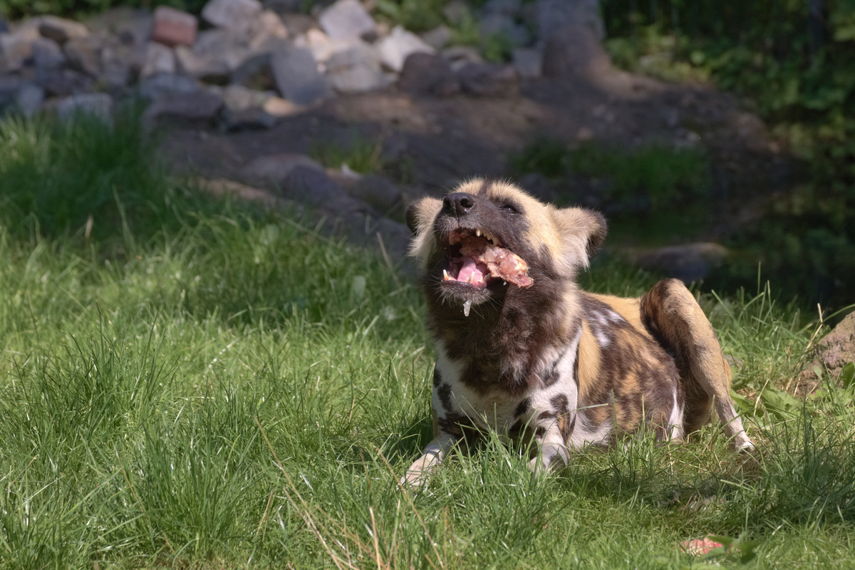 Ein AWD liegt im Gras und hat ein gefrohrenes Stück Fleisch in der Schnauze.