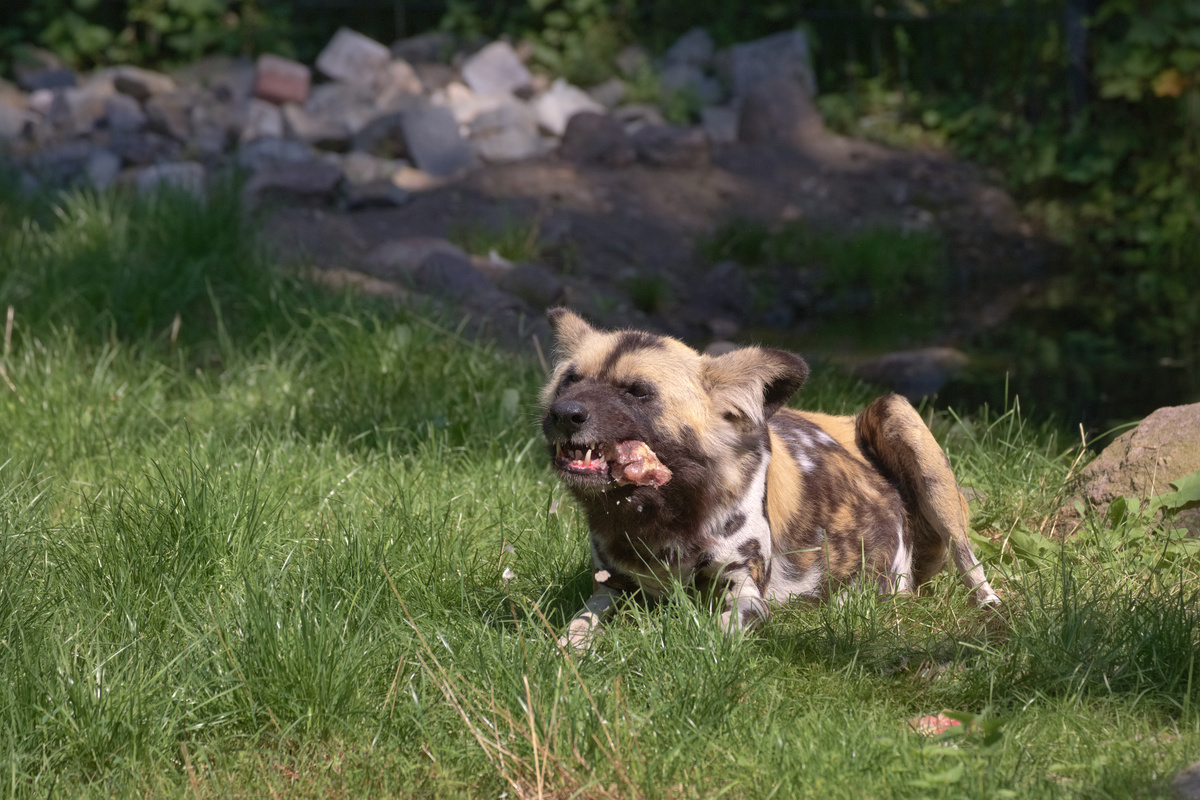 Der gleiche AWD beißt auf das Fleischstück, dabei fliegen Eisstücke weg.