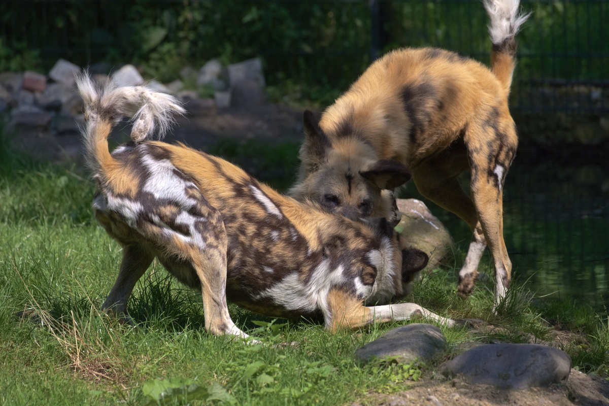Zwei AWDs streiten sich um Futter, der vordere wirkt mit durchgestrecktem Rücken etwas unterwürfig und ist mit dem Kopf nahe am Boden, der hintere buckelt seinen Rücken. Beide haben den Schwanz in die Luft gereckt, wobei der des vorderen eine Kurve macht.