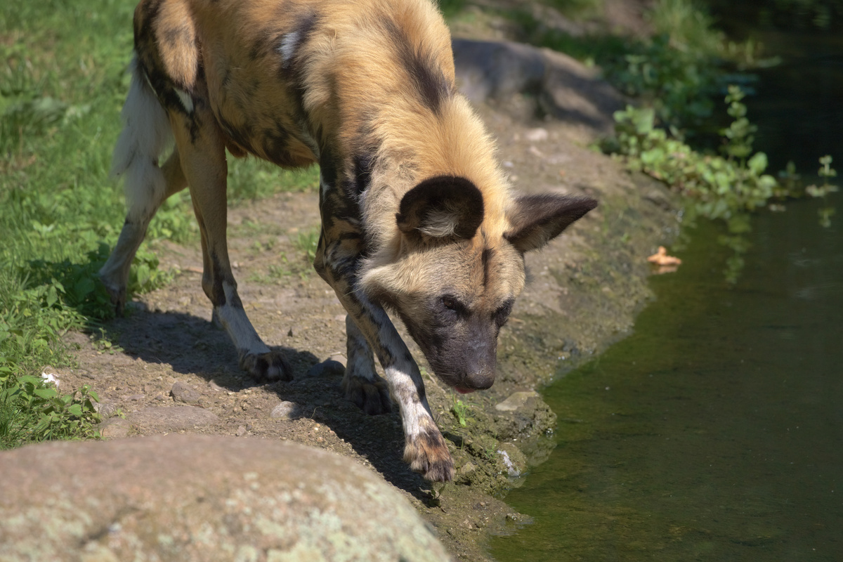 Ein AWD geht auf Wasser zu und hat seinen Kopf gesenkt.