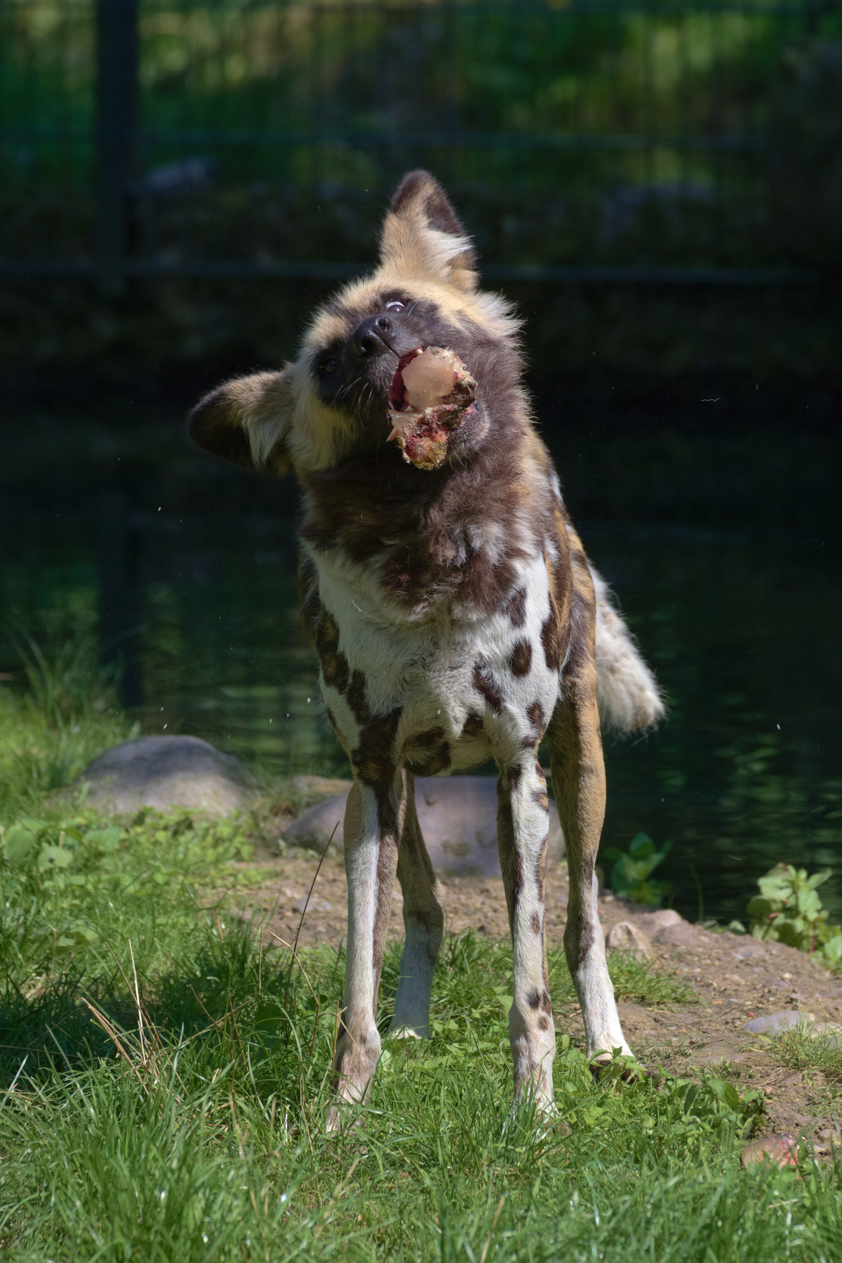 Ein AWD steht auf allen Vieren, in der Schnauze hat er einen Brocken aus Eis und Fleisch, auf dem er herumkaut. Dabei schaut er nach vorne und in Richtung der Kamera, wobei sein Gesichtsausdruck etwas derpy wirkt.