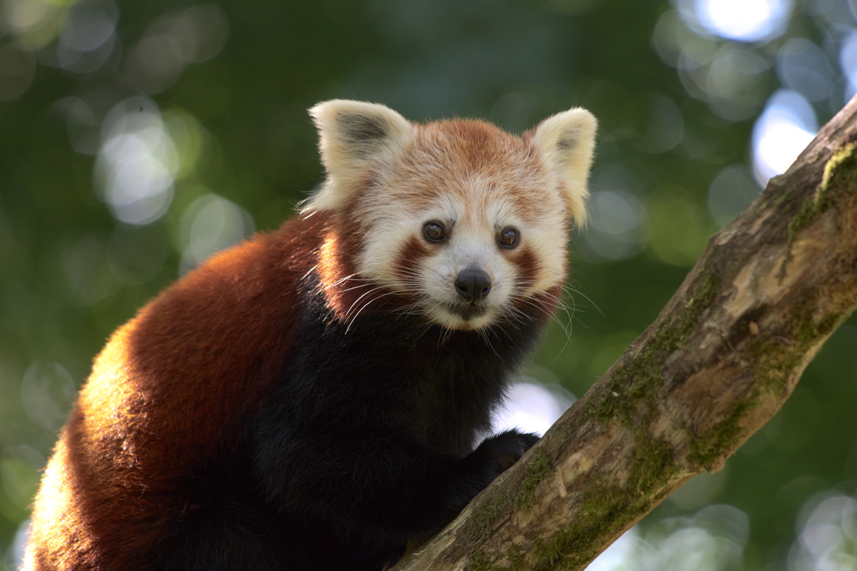 Ein roter Panda klettert einen Ast hinauf und schaut leicht an der Kamera vorbei.