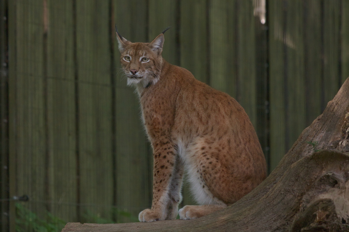 Ein Luchs sitzt auf einem Stück Baumstamm und schaut in die Kamera.