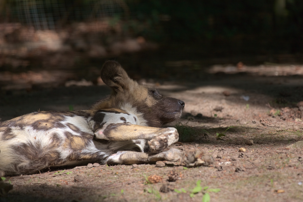 Ein AWD liegt auf der Seite, hat den Kopf leicht gehoben und schaut nach vorne.