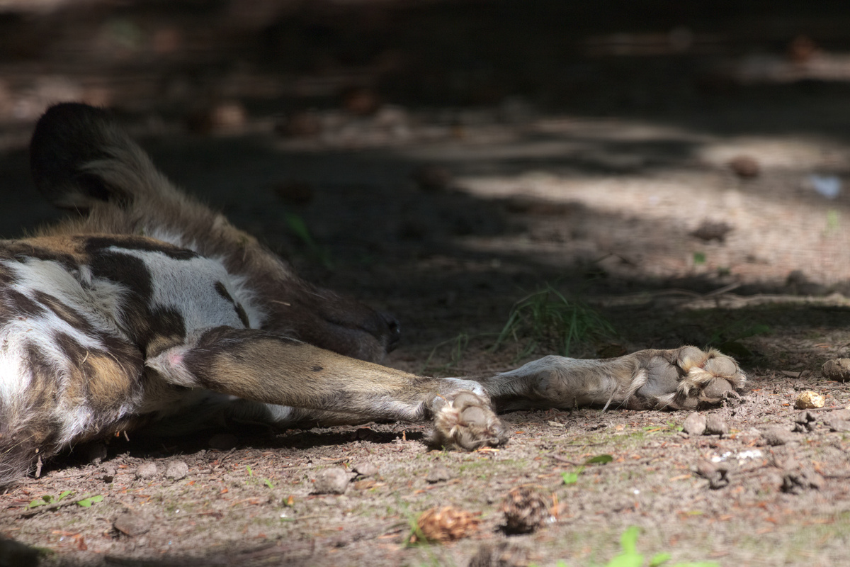 Der selbe AWD hat den Kopf wieder hingelegt und die Vorderpfoten ausgesteckt, die im Fokus sind.