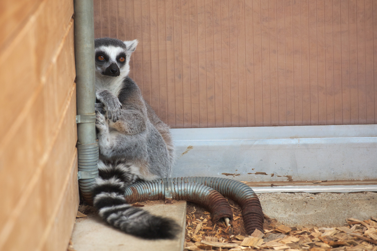 Ein Katta lehnt sich sitzend an die Wand in einer Gehegeecke, seine Arme liegen auf einer Rohrschelle.