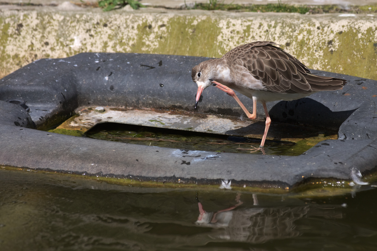 Ein Vogel kratzt sich mit den Zehen am Kinn.