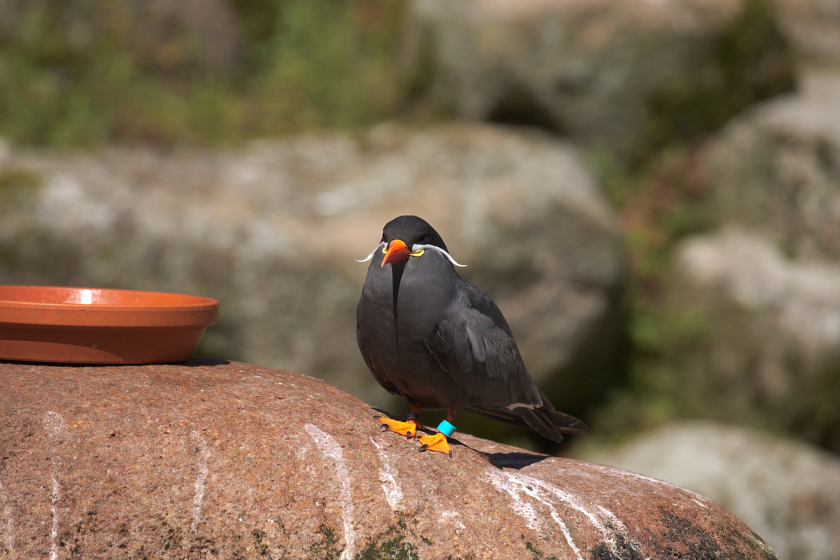 Eine Inkaseeschwalbe sitzt auf einem roten Stein.