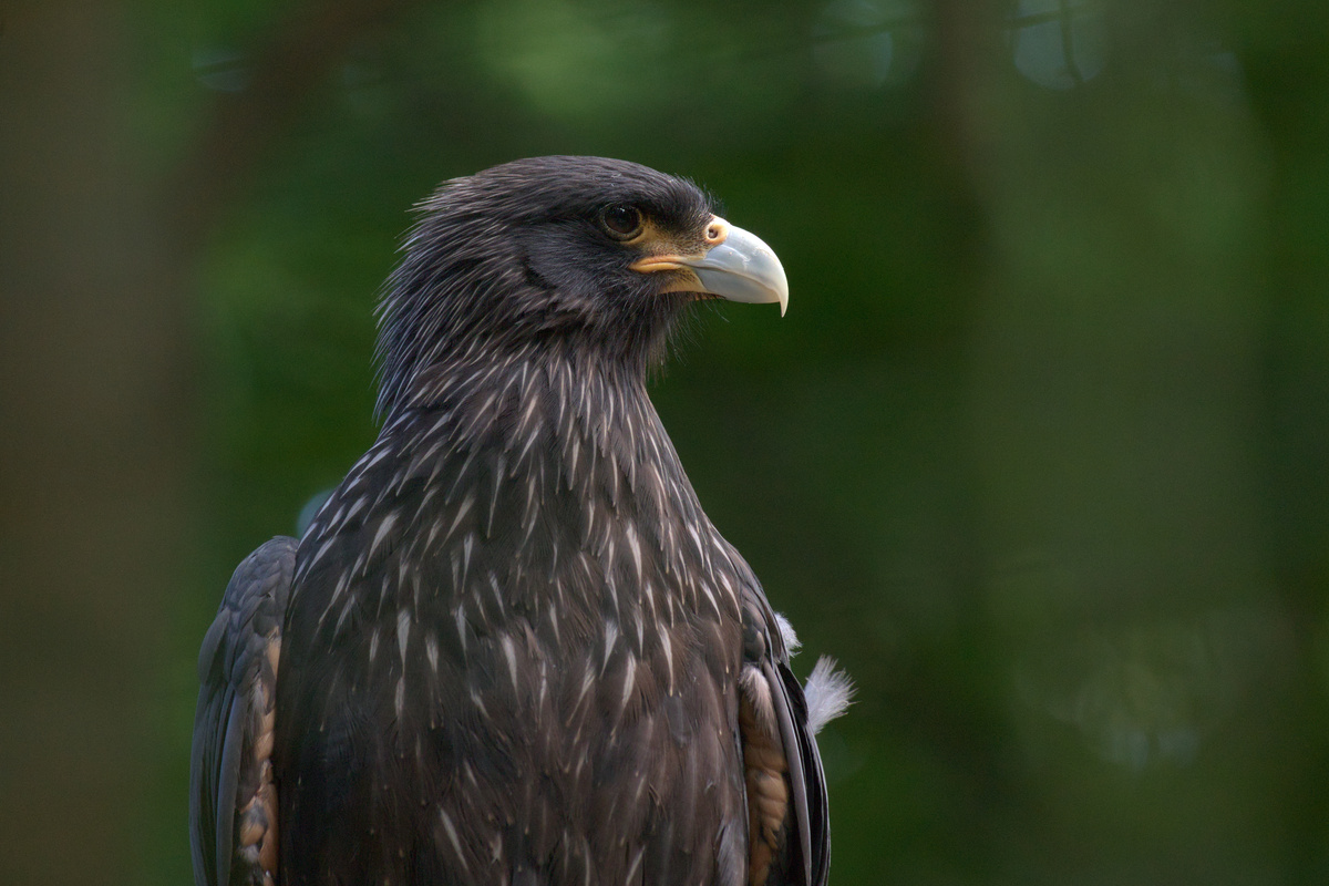 Ein Falklandkarakara in Nahaufnahme.