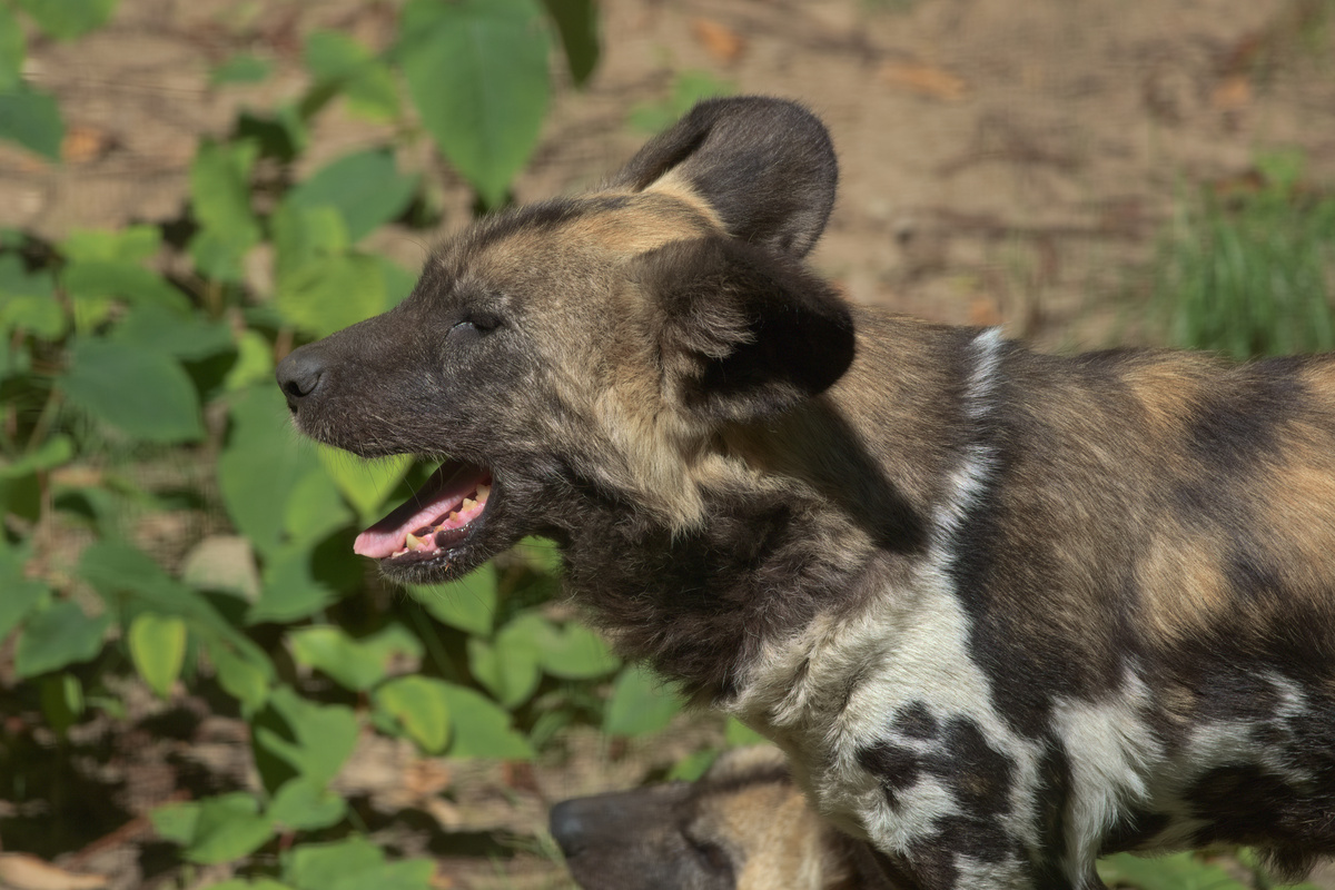 Sequenz eines gähnenden AWD (1/5)