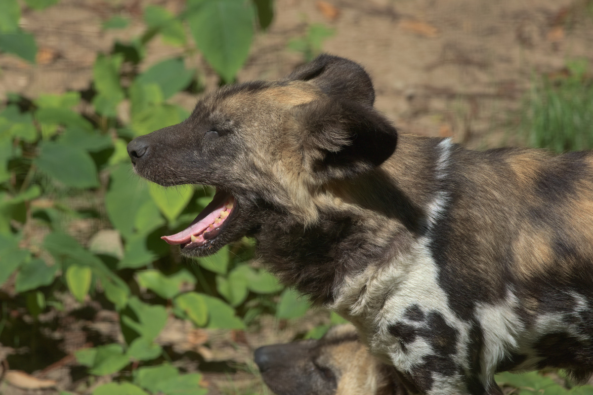 Sequenz eines gähnenden AWD (2/5)