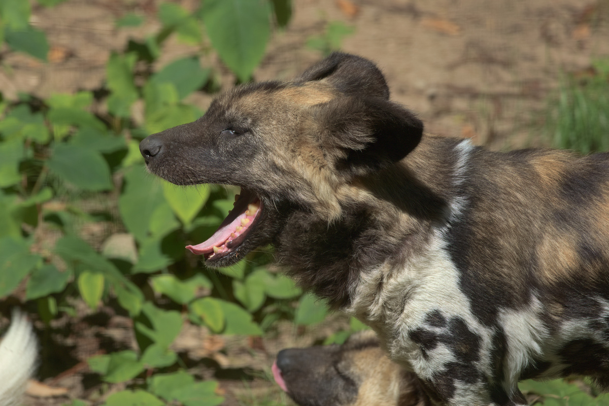 Sequenz eines gähnenden AWD (3/5)
