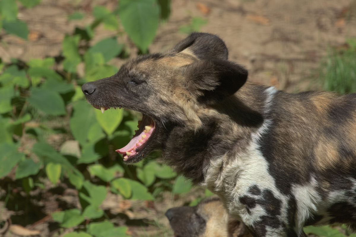 Sequenz eines gähnenden AWD (4/5)