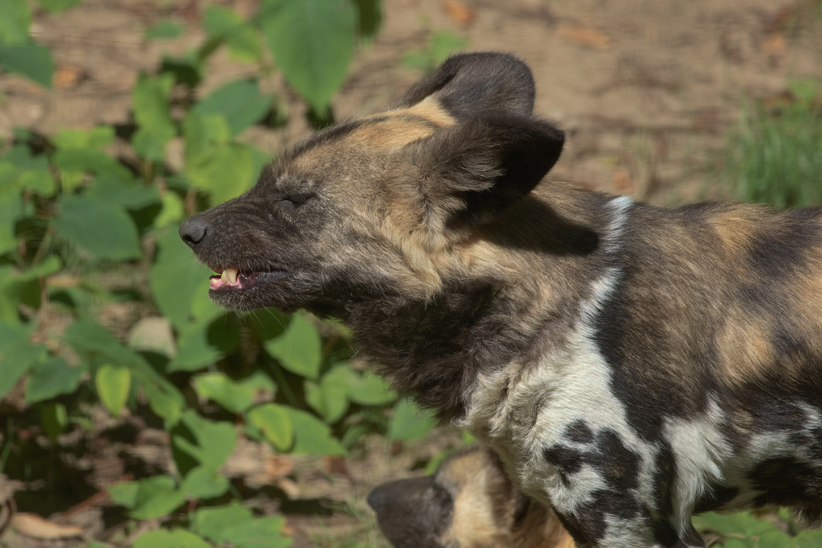 Sequenz eines gähnenden AWD (5/5)